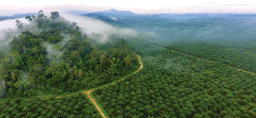 Alternatif Yakıtlar - Sürdürülebilir Palmiye Yağı Yuvarlak Masası (RSPO) Belgelendirmesi